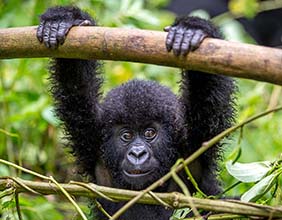 Uganda Gorilla Tours