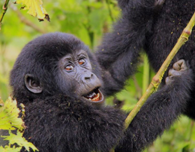 Rwanda Gorilla Tours