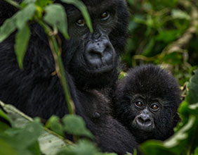 Congo Gorilla Tours