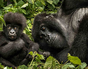 Combined Gorilla Tours