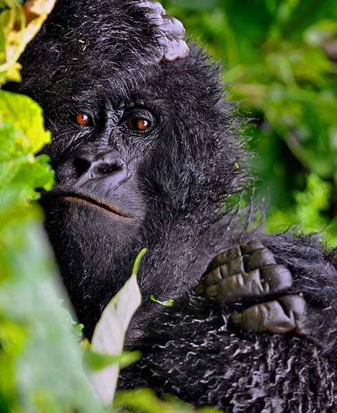 Arusha Bwindi Gorilla Trekking