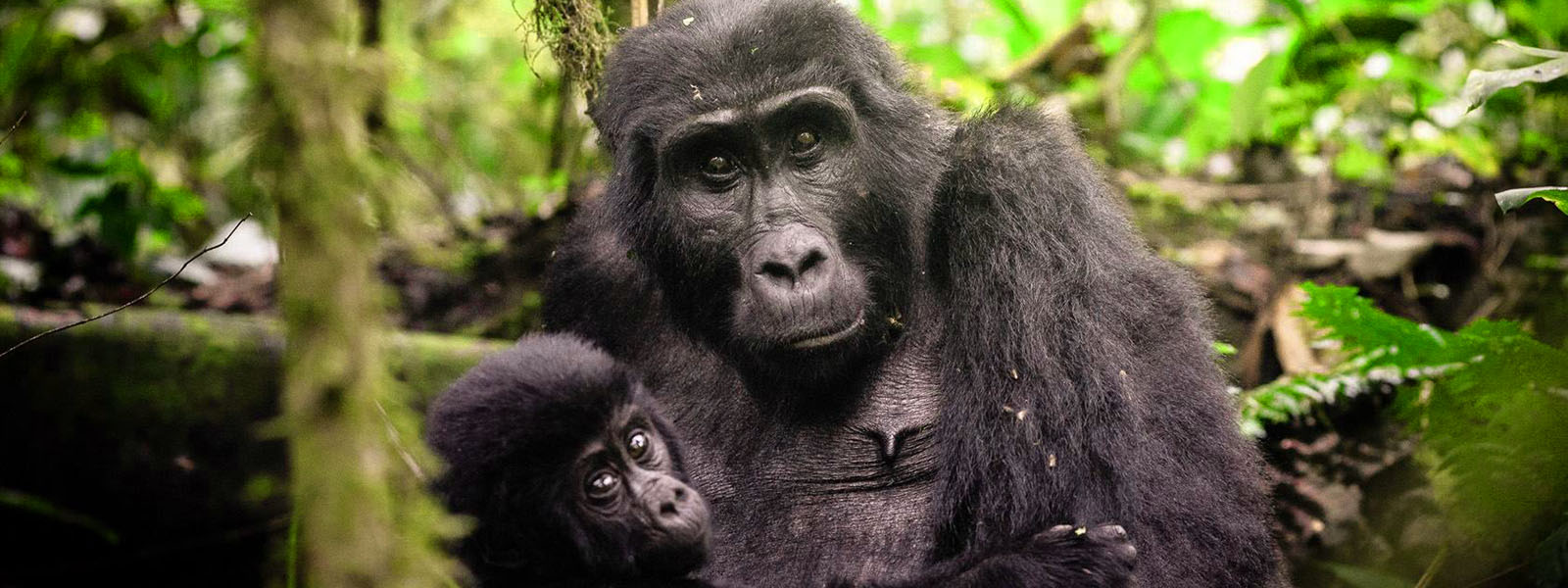 Rwanda Gorilla Tours
