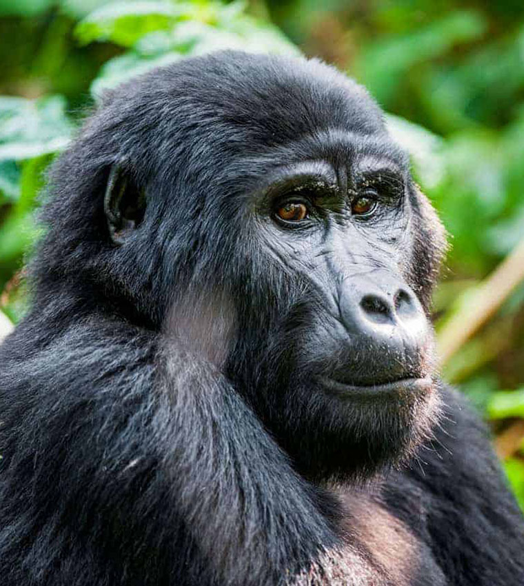 Rwanda Gorilla Tours