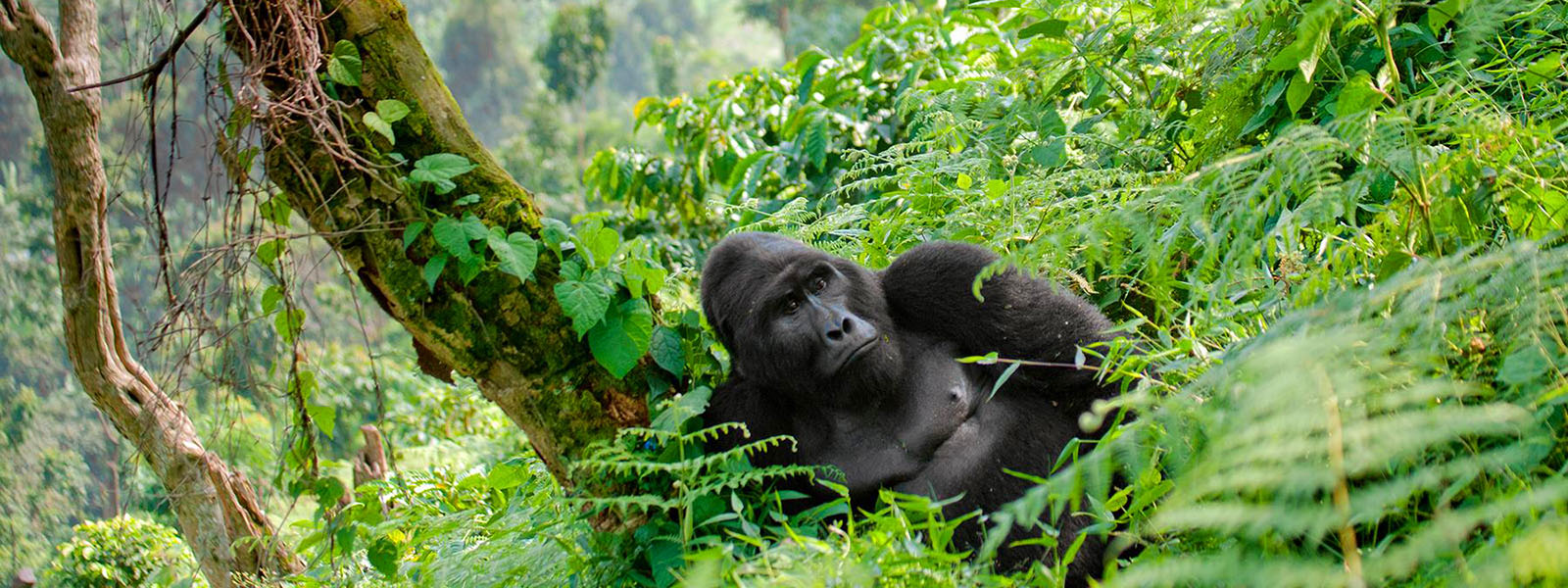 Uganda Gorilla Tours