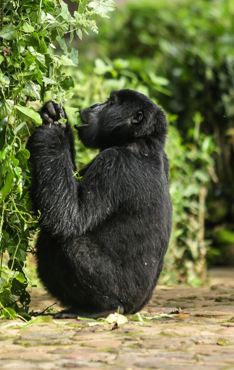 Uganda Gorilla Tours