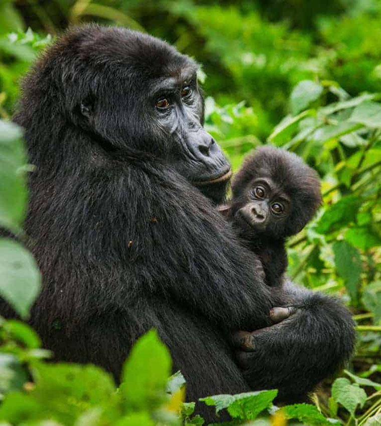 Uganda Gorilla Safaris