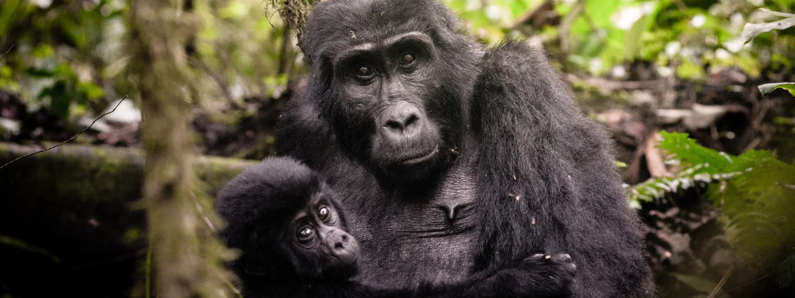 11 Days Uganda Rwanda Gorilla Tour Experience