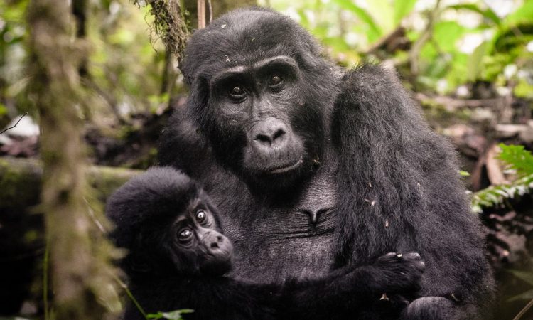 11 Days Uganda Rwanda Gorilla Tour Experience