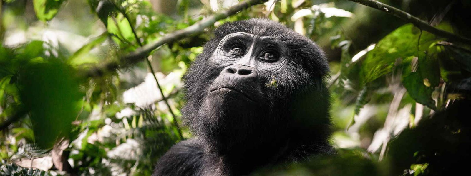 17 Days Best of Uganda, Rwanda & DR Congo Holiday