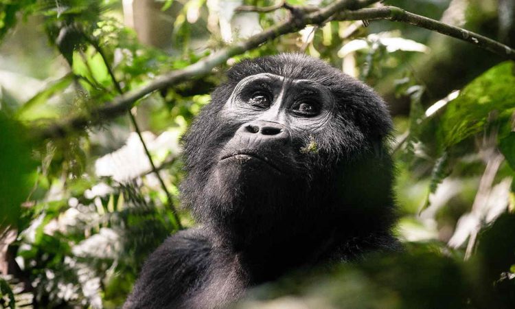 17 Days Best of Uganda, Rwanda & DR Congo Holiday