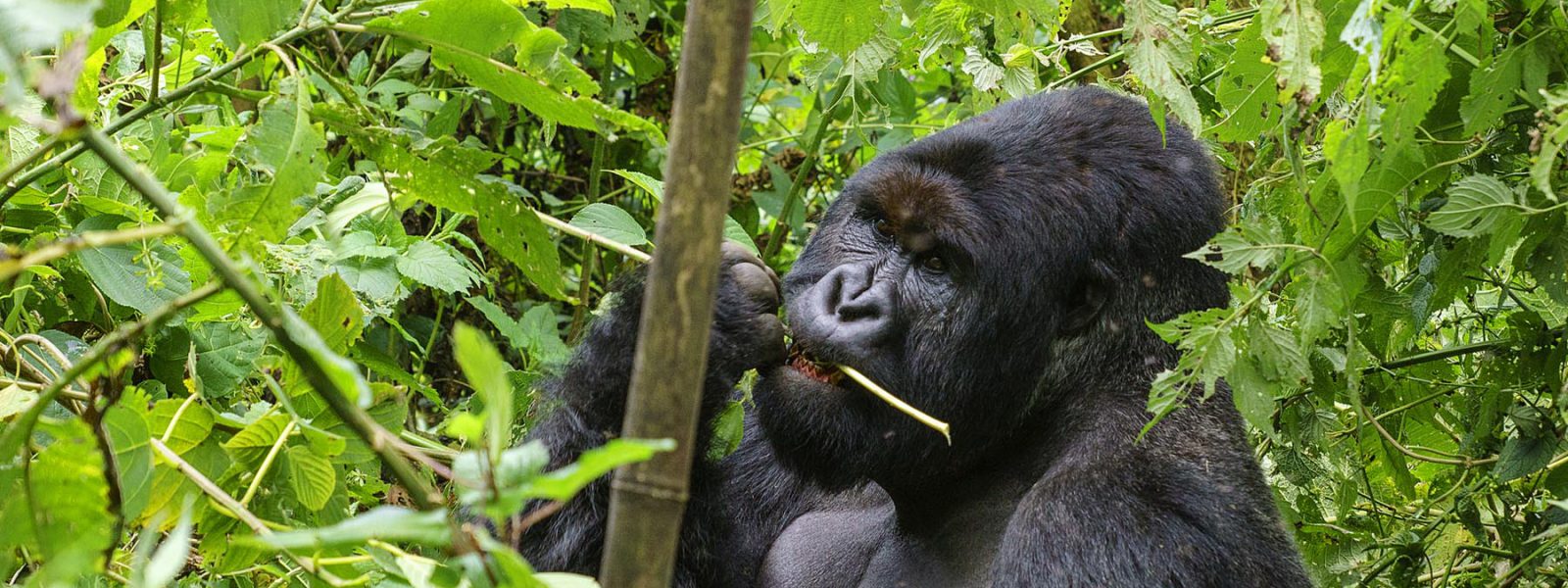 2 Days Kigali to Bwindi Gorilla Trekking