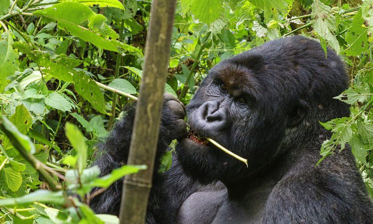 2 Days Kigali to Bwindi Gorilla Trekking
