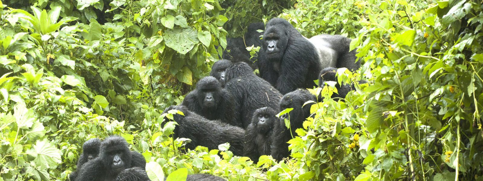 2 Days Virunga Gorilla Trekking from Kigali