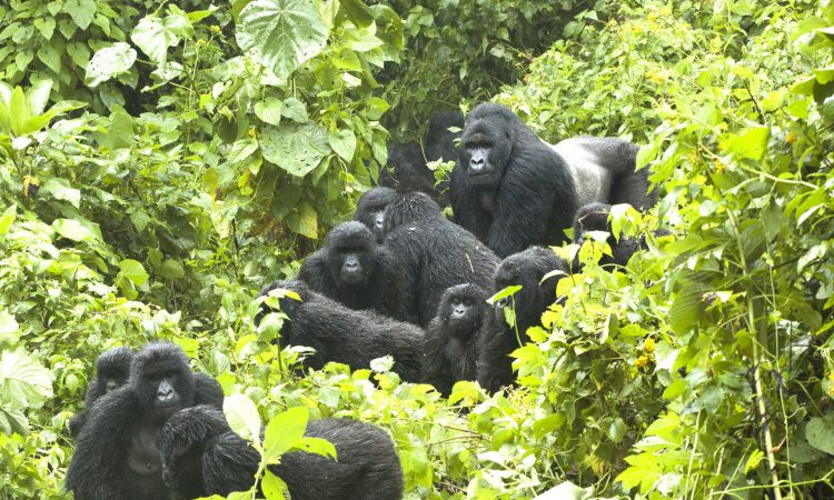 2 Days Virunga Gorilla Trekking from Kigali