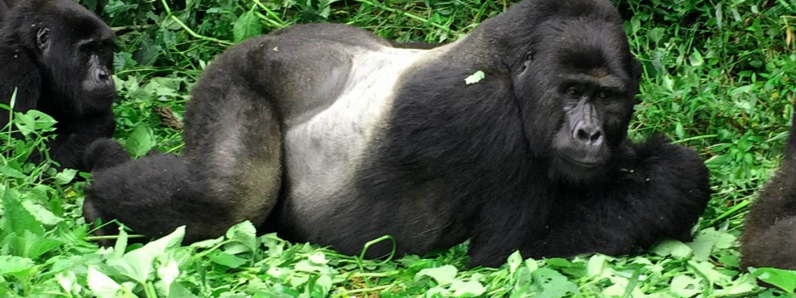 3 Days Gorilla Tour in Uganda