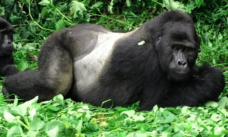 3 Days Gorilla Tour in Uganda