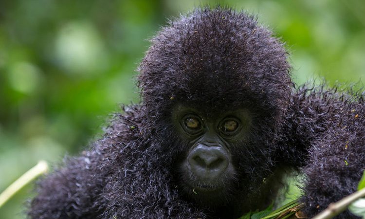 3 Days Gorilla Tour in Rwanda