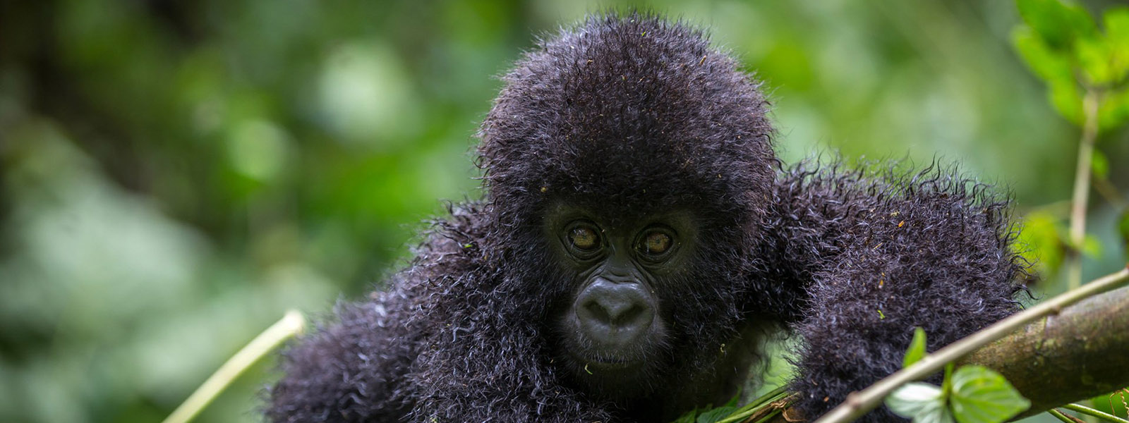 3 Days Gorilla Tour in Rwanda