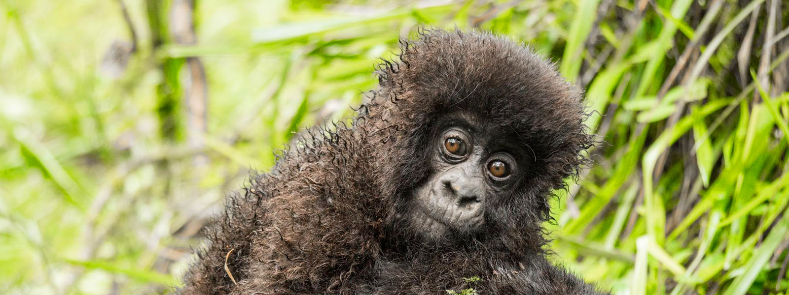 Uganda Gorilla Safari