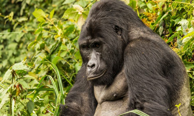 5 Days Rwanda Primates Safari
