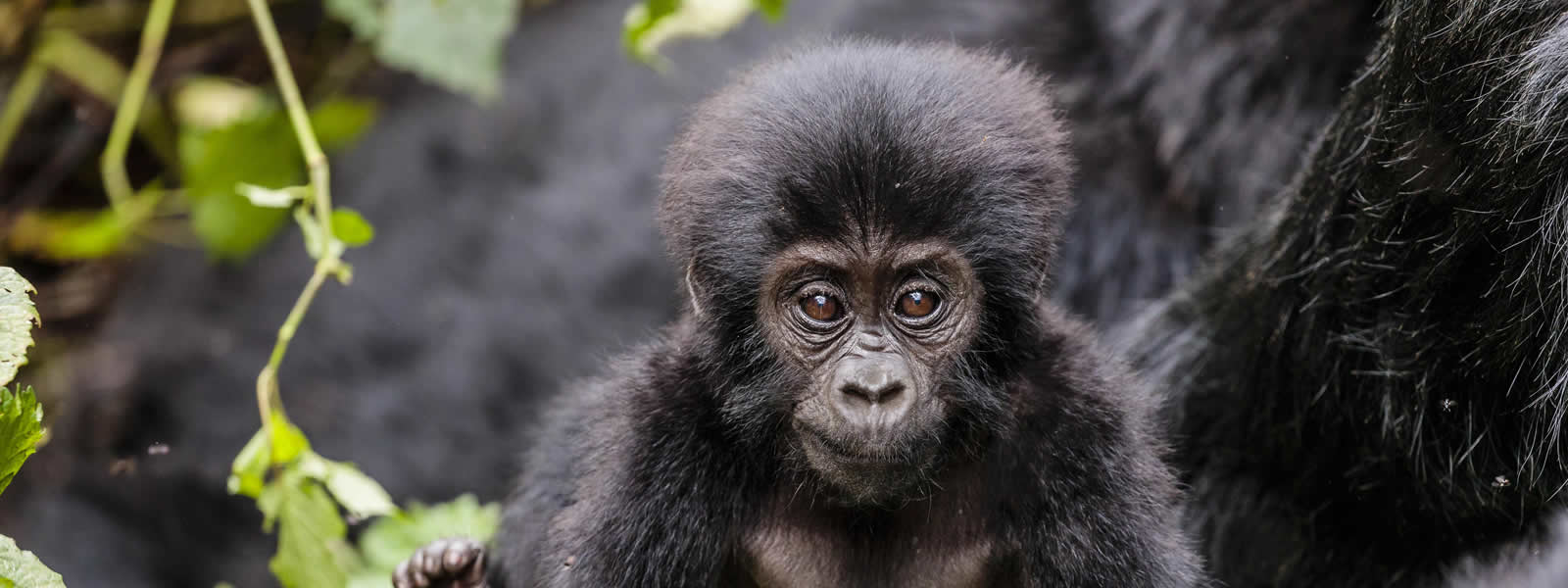 6 Days Rwanda Primates & Wildlife Safari