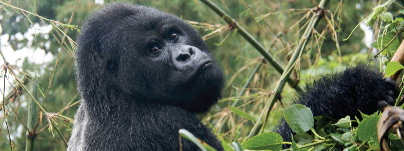 7 Days 3 Gorilla Treks