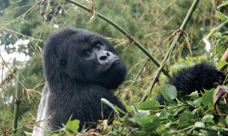 7 Days 3 Gorilla Treks