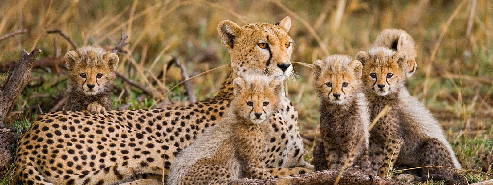 7 Days Rwanda Gorillas & Serengeti Migration Safari