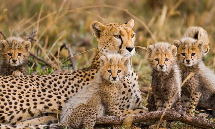 7 Days Rwanda Gorillas & Serengeti Migration Safari