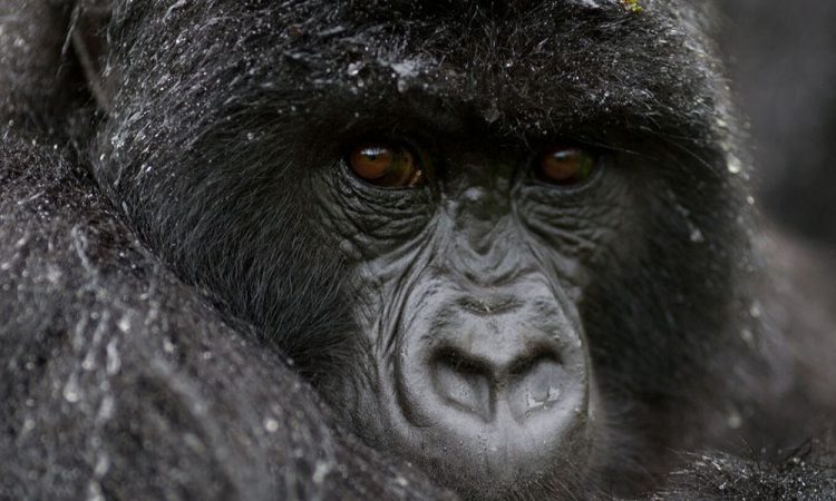 7 Days Uganda Primates & Wildlife Safari