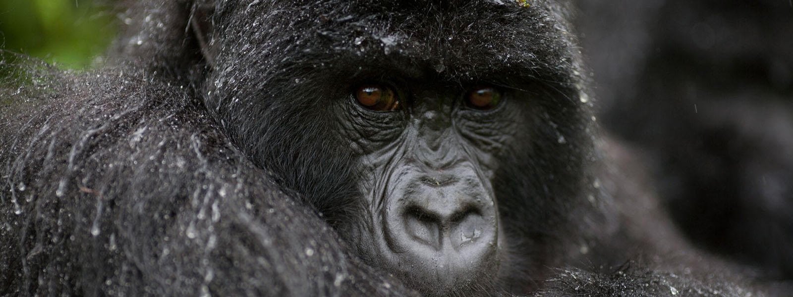 7 Days Uganda Primates & Wildlife Safari