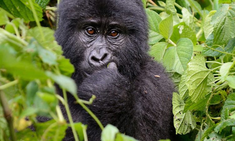 8 Days Rwanda Uganda Safari