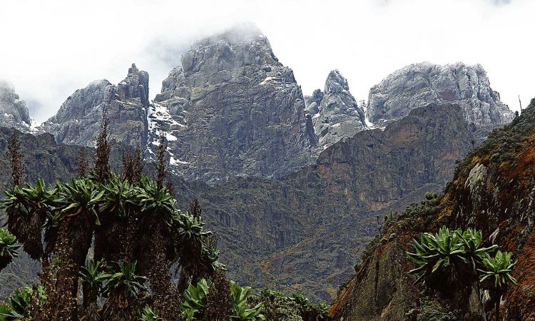 8 Days Uganda Gorillas & Rwenzori Hiking Safari