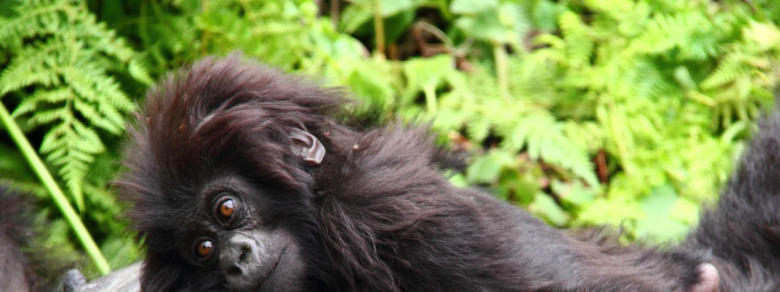 9 Days Adventure in Uganda