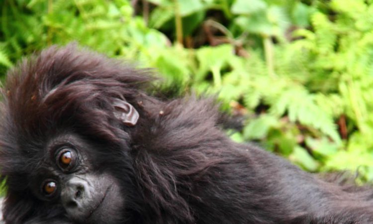 9 Days Adventure in Uganda