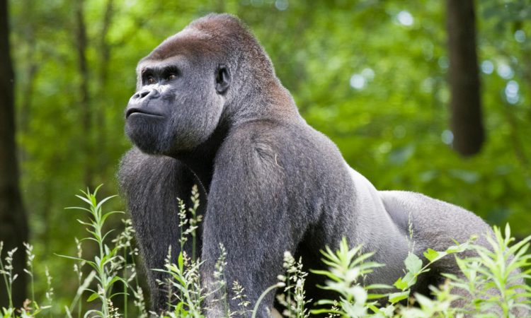 About Silverback Gorillas