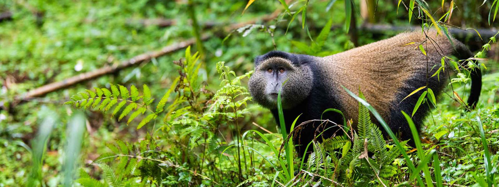Golden Monkey Trekking in Rwanda