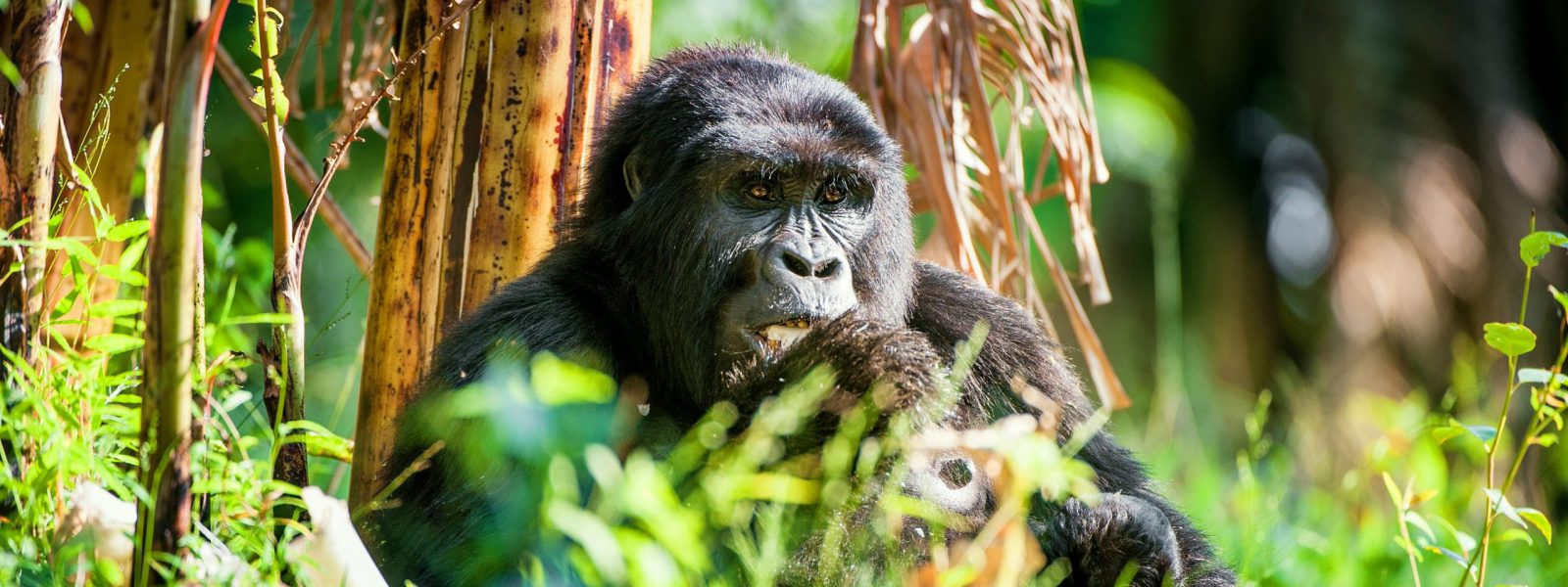 Gorilla Trekking Rules & Regulations