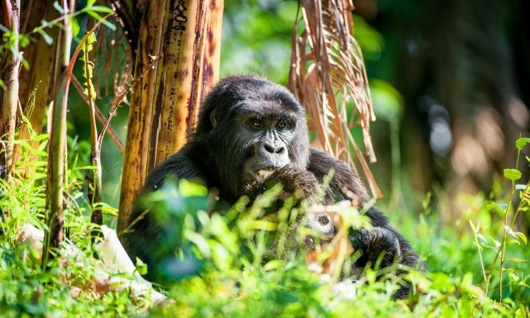 Gorilla Trekking Rules & Regulations