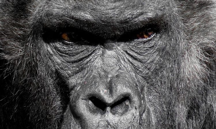 Gorilla Trekking in Kahuzi-Biega National Park