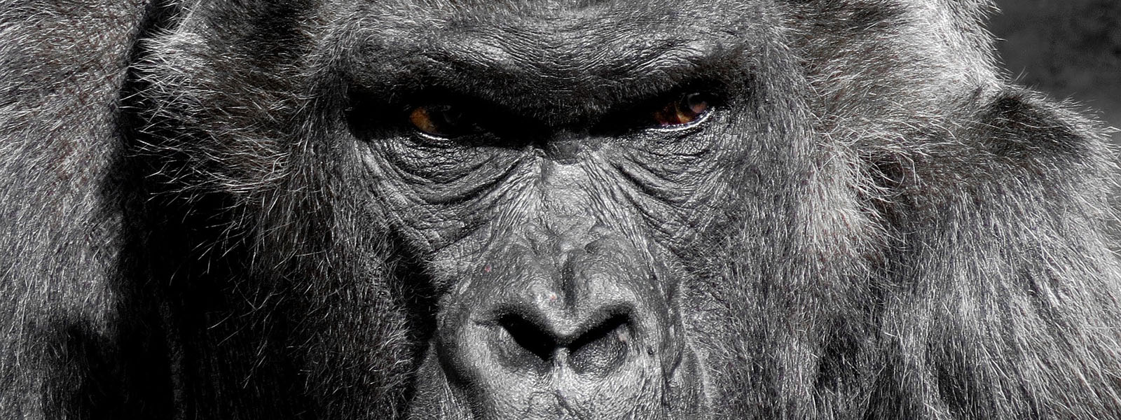 Gorilla Trekking in Kahuzi-Biega National Park