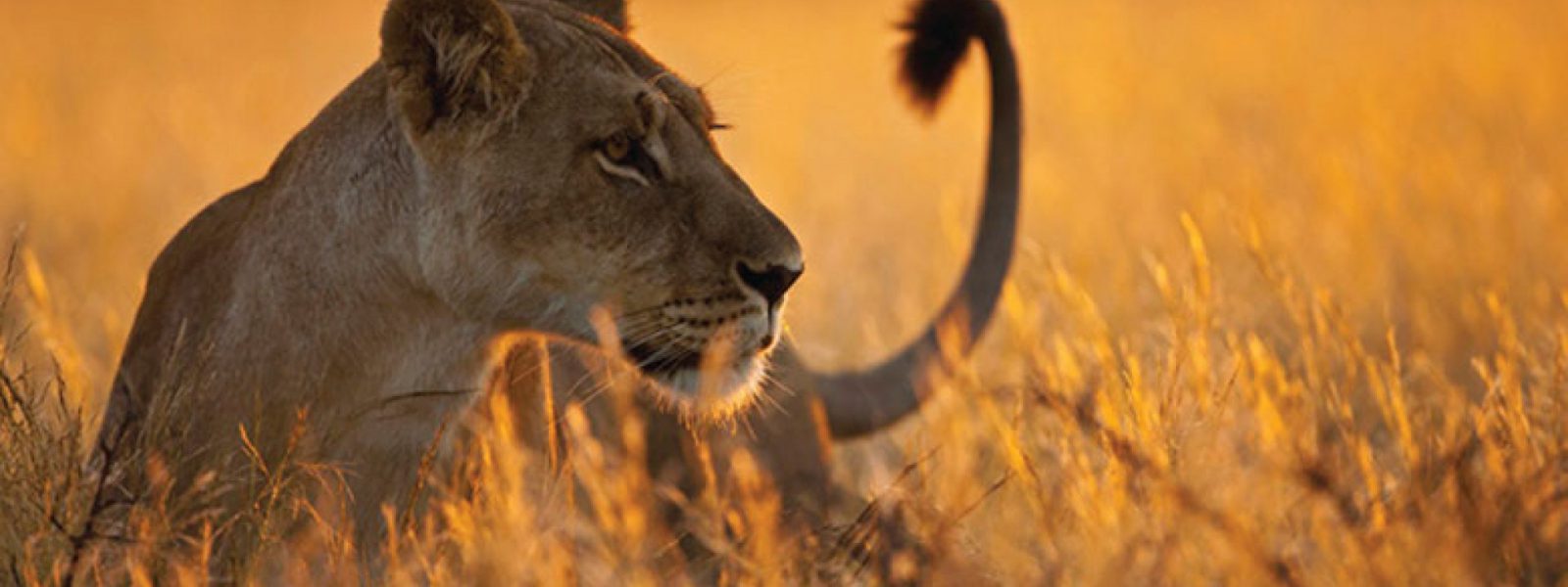 Uganda Gorilla Trekking